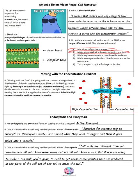 amoeba sisters video recap cell transport answers|amoeba sisters diffusion and osmosis.